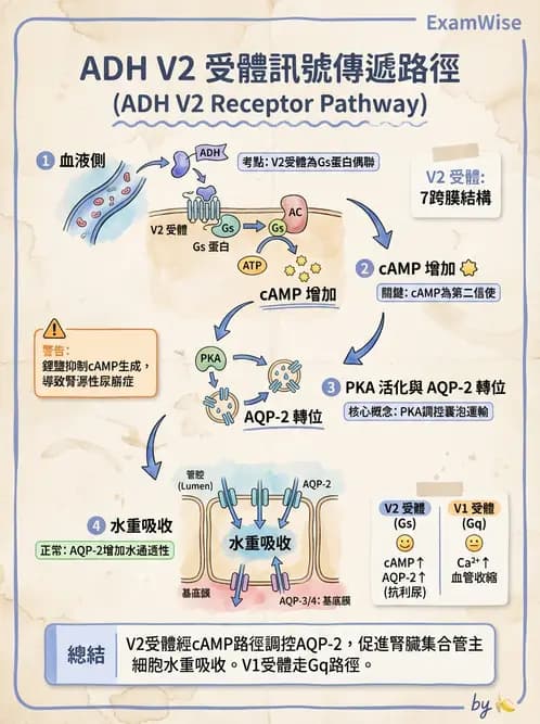 營養 - 腎臟與泌尿生理學 - AI 圖文解析預覽