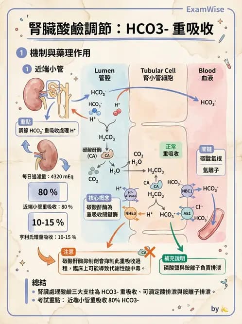 營養 - 腎臟與泌尿生理學 - AI 圖文解析預覽
