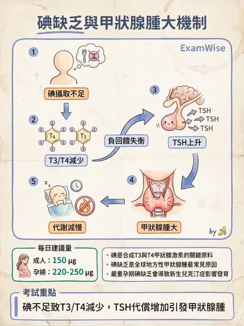 營養 - 內分泌與代謝生理學 - AI 圖文解析預覽