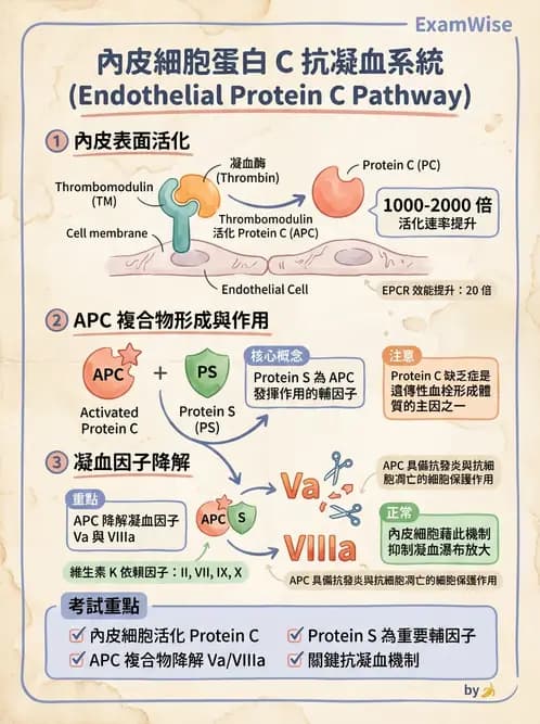 營養 - 血液與免疫 - AI 圖文解析預覽