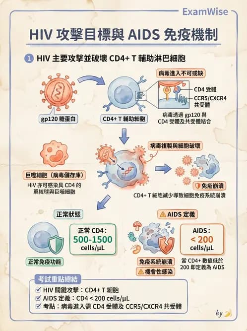 營養 - 血液與免疫 - AI 圖文解析預覽