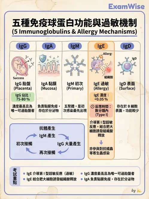 營養 - 血液與免疫 - AI 圖文解析預覽