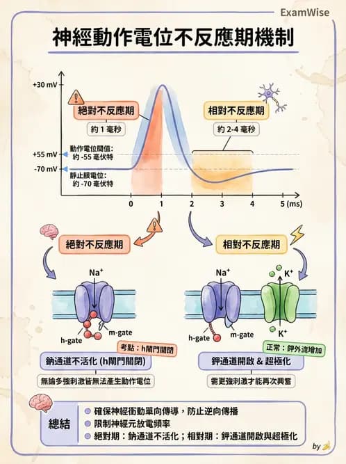 營養 - 神經系統生理學 - AI 圖文解析預覽