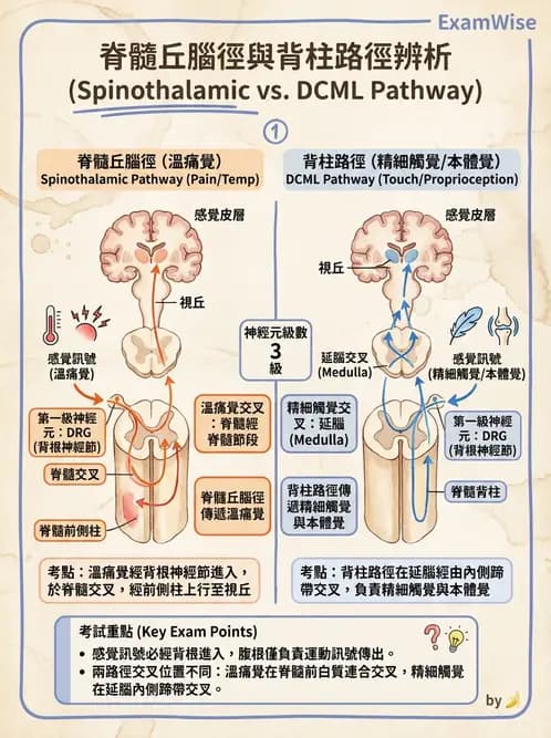 營養 - 神經系統生理學 - AI 圖文解析預覽