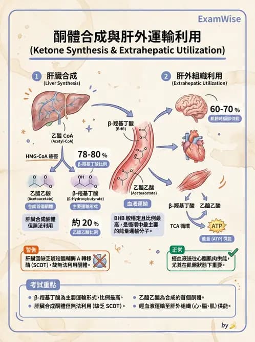 營養 - 脂質代謝 - AI 圖文解析預覽