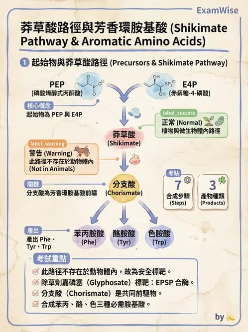 營養 - 蛋白質與胺基酸代謝 - AI 圖文解析預覽