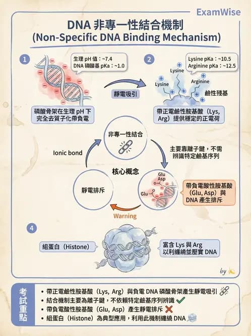 營養 - 蛋白質與胺基酸代謝 - AI 圖文解析預覽
