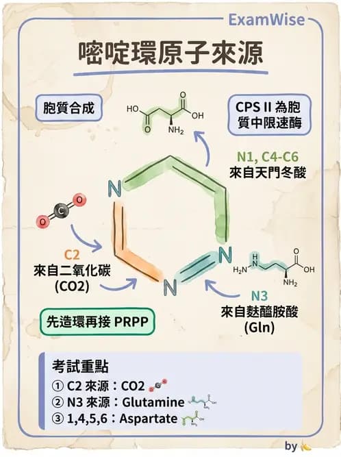 營養 - 核酸與基因表現 - AI 圖文解析預覽