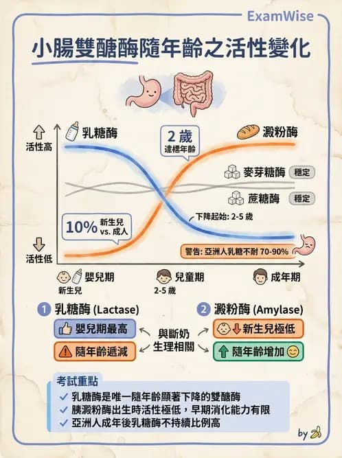 營養 - 醣類消化吸收與血糖調控 - AI 圖文解析預覽