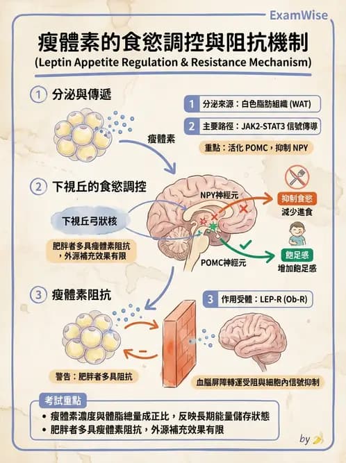 營養 - 能量平衡與食慾控制 - AI 圖文解析預覽