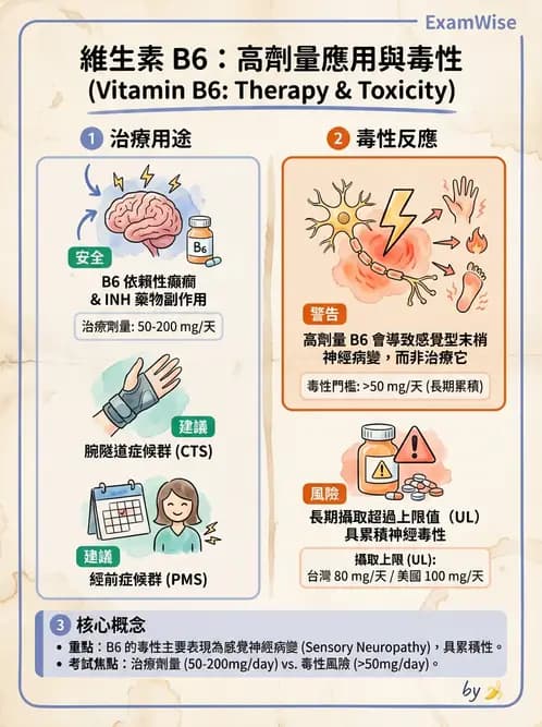 營養 - 單碳代謝與造血B群維生素 - AI 圖文解析預覽
