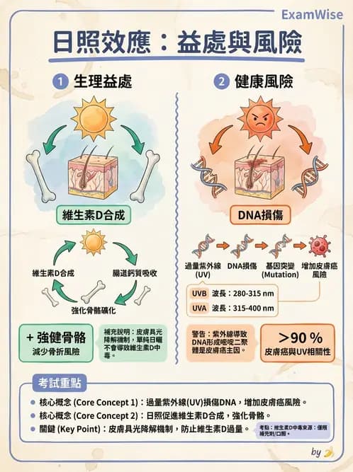 營養 - 維生素D - AI 圖文解析預覽