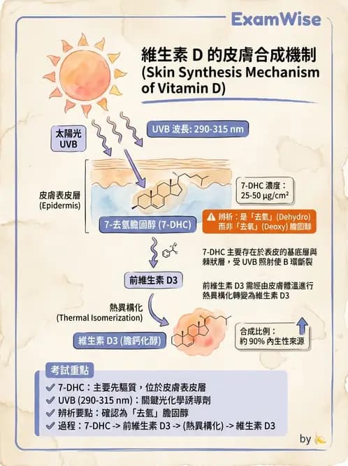 營養 - 維生素D - AI 圖文解析預覽
