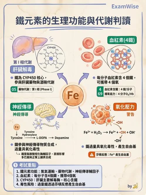 營養 - 鐵營養與貧血 - AI 圖文解析預覽