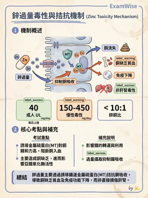 營養 - 鋅與銅營養 - AI 圖文解析預覽
