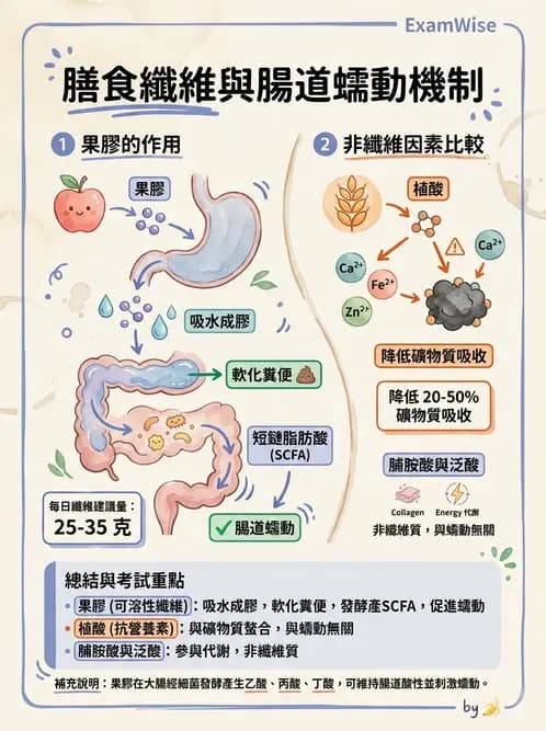 營養 - 兒童青少年與老年營養 - AI 圖文解析預覽