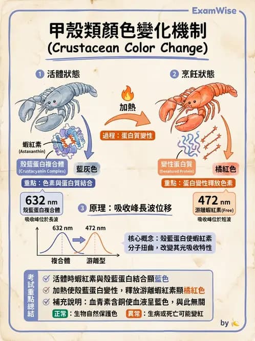 營養 - 當代營養學相關議題 - AI 圖文解析預覽