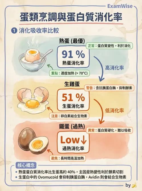 營養 - 動植物性食材製備原理 - AI 圖文解析預覽