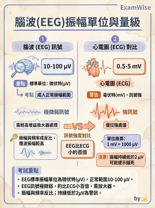 醫檢師 - 腦電圖檢查 - AI 圖文解析預覽