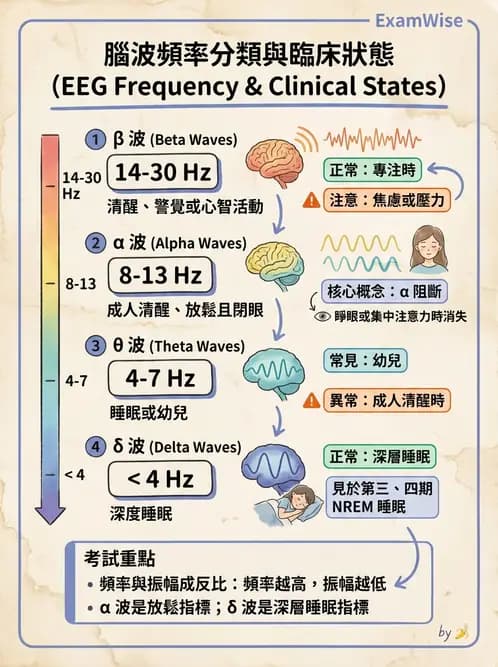 醫檢師 - 腦電圖檢查 - AI 圖文解析預覽