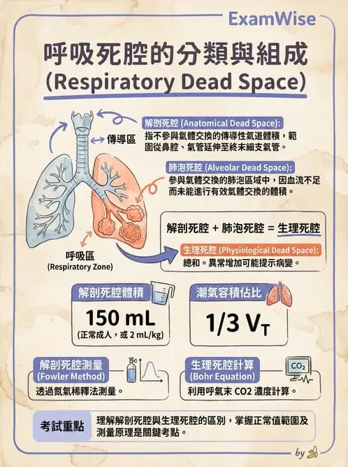 醫檢師 - 肺功能基礎與指標 - AI 圖文解析預覽
