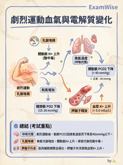 醫檢師 - 血液氣體分析 - AI 圖文解析預覽