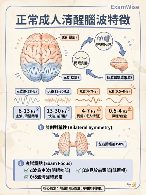 醫檢師 - 腦電圖檢查 - AI 圖文解析預覽