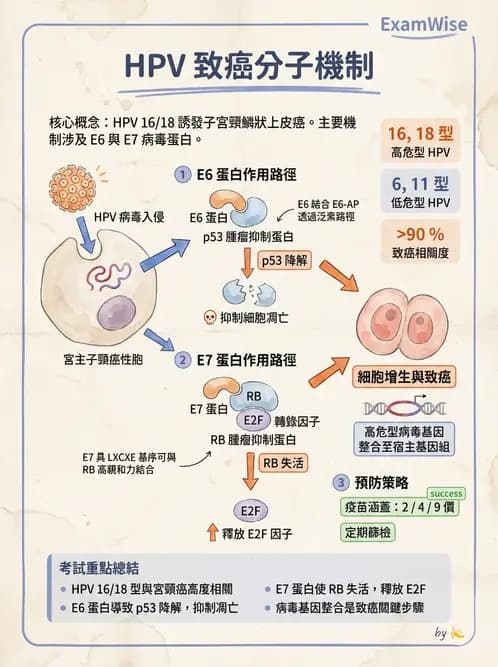 醫檢師 - 腫瘤概論 - AI 圖文解析預覽