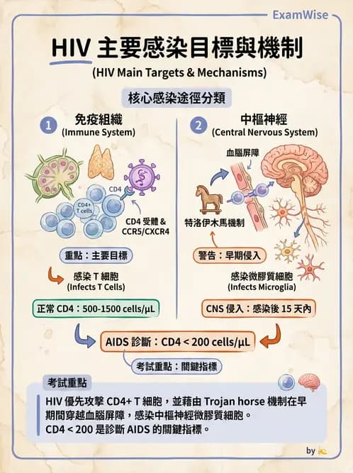 醫檢師 - 感染 - AI 圖文解析預覽