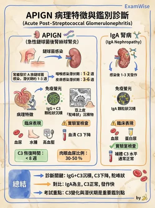 醫檢師 - 腎臟泌尿及男性生殖疾病 - AI 圖文解析預覽
