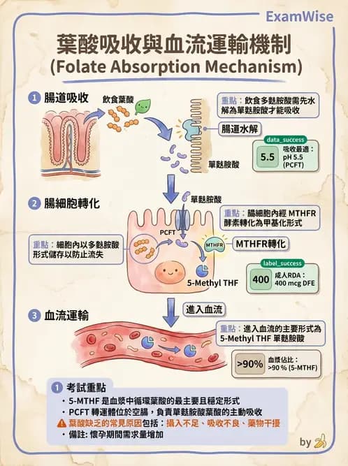 醫檢師 - 貧血診斷與營養缺乏性貧血 - AI 圖文解析預覽