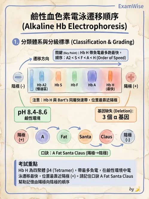 醫檢師 - 溶血性貧血與血色素病變 - AI 圖文解析預覽
