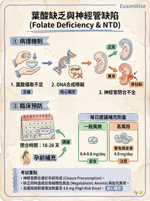 醫檢師 - 貧血診斷與營養缺乏性貧血 - AI 圖文解析預覽