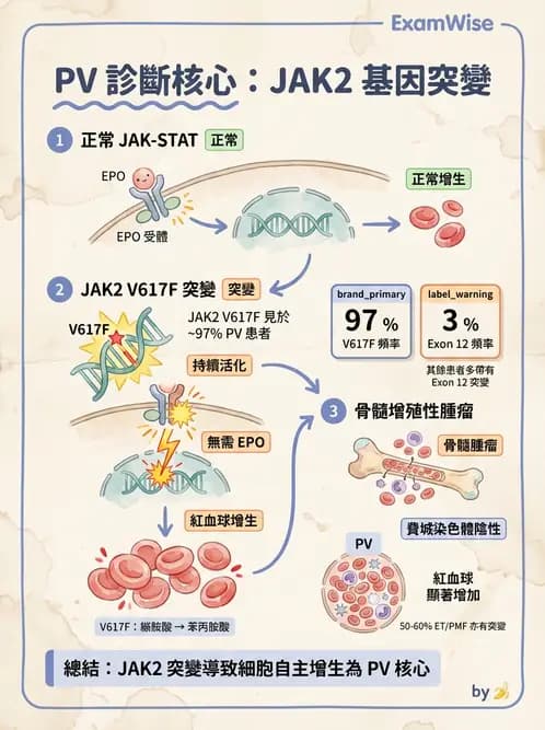 醫檢師 - 慢性血液腫瘤與骨髓增生疾患 - AI 圖文解析預覽