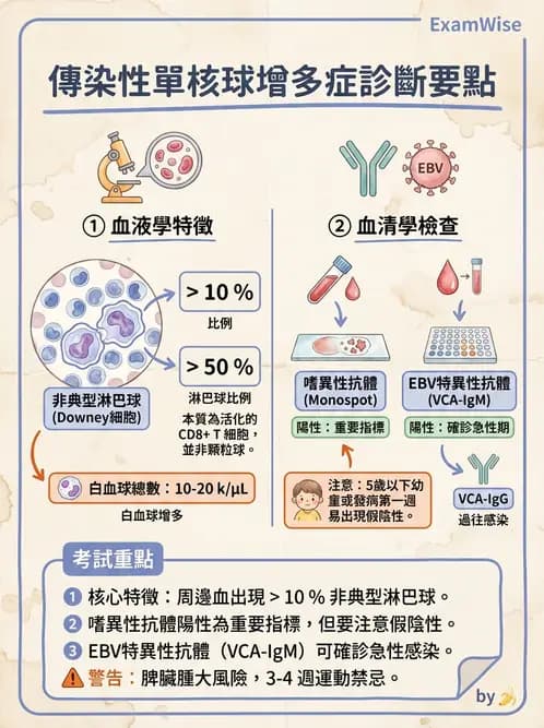 醫檢師 - 淋巴瘤、漿細胞疾病與白血球異常 - AI 圖文解析預覽