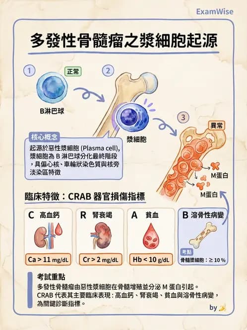 醫檢師 - 淋巴瘤、漿細胞疾病與白血球異常 - AI 圖文解析預覽