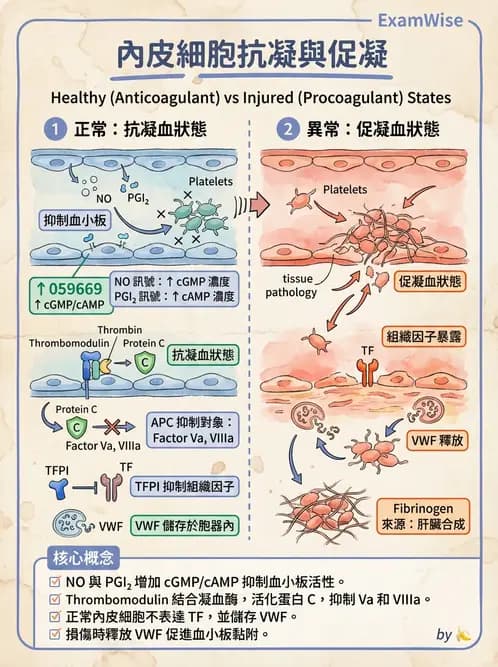 醫檢師 - 血小板與止血生理 - AI 圖文解析預覽
