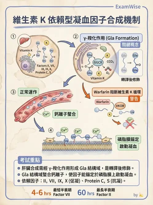 醫檢師 - 凝血因子與凝血檢驗 - AI 圖文解析預覽