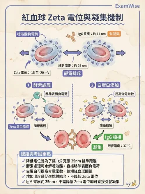 醫檢師 - 紅血球抗原與血型系統 - AI 圖文解析預覽