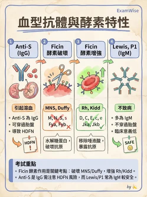 醫檢師 - 紅血球抗原與血型系統 - AI 圖文解析預覽