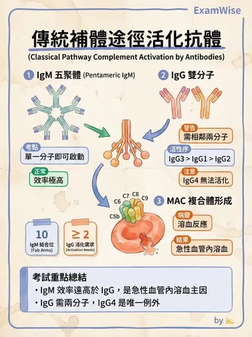醫檢師 - 紅血球抗原與血型系統 - AI 圖文解析預覽