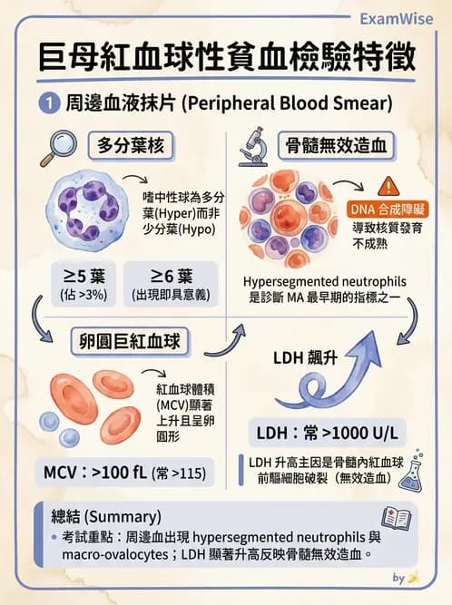 醫檢師 - 貧血診斷與營養缺乏性貧血 - AI 圖文解析預覽