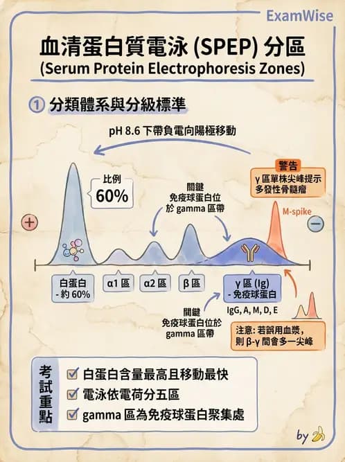 醫檢師 - 淋巴瘤、漿細胞疾病與白血球異常 - AI 圖文解析預覽