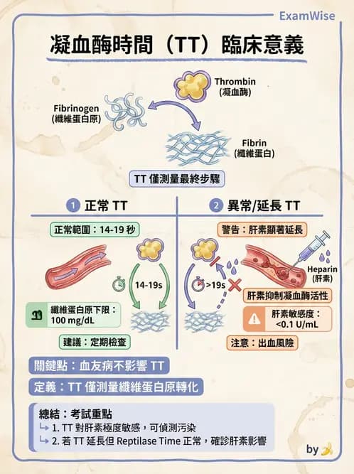 醫檢師 - 凝血因子與凝血檢驗 - AI 圖文解析預覽