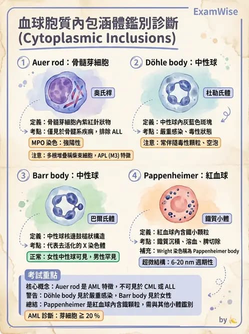 醫檢師 - 急性白血病 - AI 圖文解析預覽