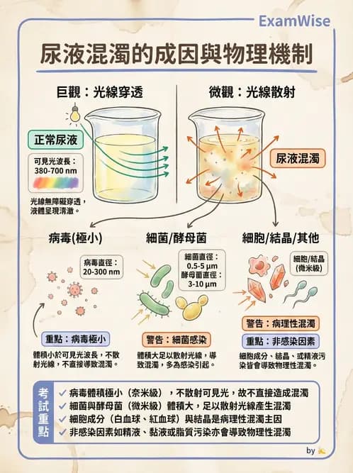 醫檢師 - 尿沉渣鏡檢與物理檢查 - AI 圖文解析預覽