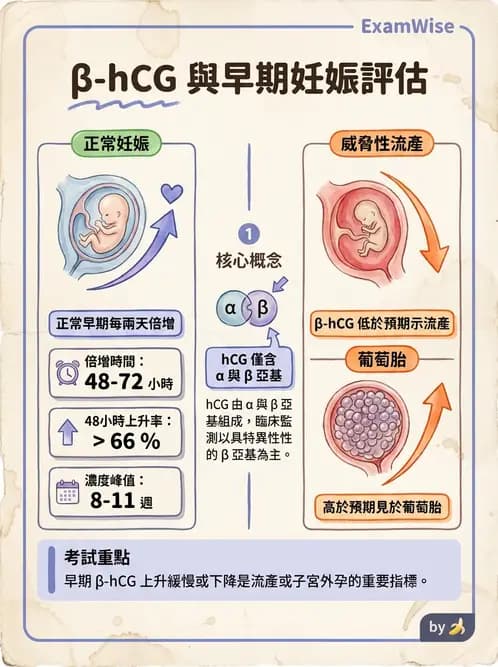 醫檢師 - 懷孕試驗 - AI 圖文解析預覽