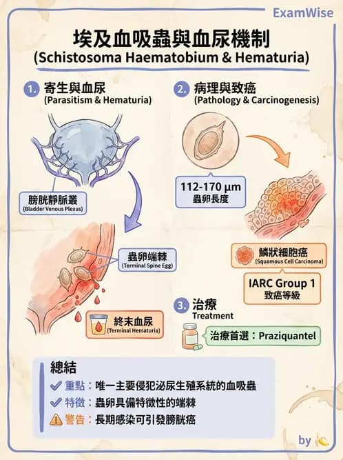 醫檢師 - 寄生蟲檢查-蠕蟲類 - AI 圖文解析預覽