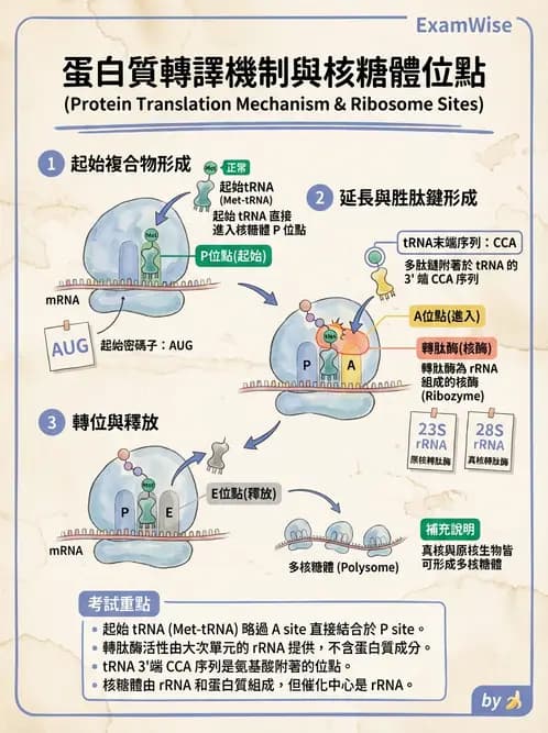 醫檢師 - 基礎分子生物學 - AI 圖文解析預覽