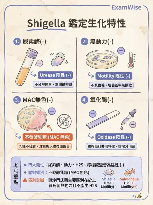 醫檢師 - 主要腸道致病菌 - AI 圖文解析預覽